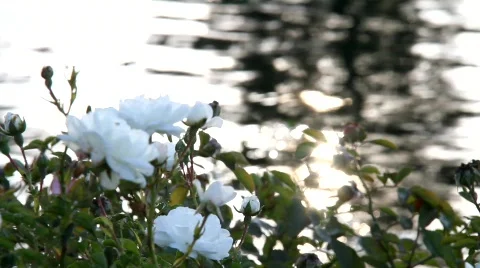 Pond Flowers Video stock 846496