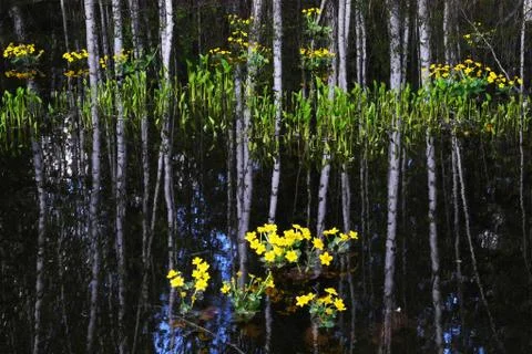 Pond with flowers Stock Photos