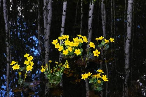 Pond with flowers Stock Photos