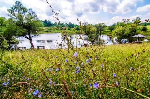 Pond with flowers Stock Photos