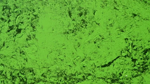 Pond flowing water with green algae texture Stock Footage 162053564
