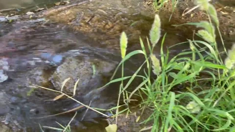 On the pond that flows 库存影片 246023973