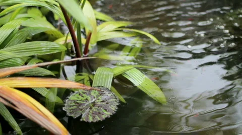 Pond With Foliage 库存影片 869787