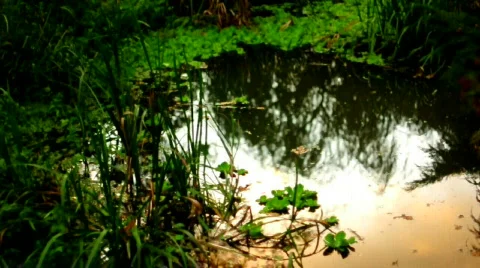Pond Vídeos de archivo 533012