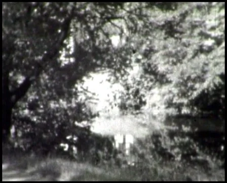 Pond Stock Footage