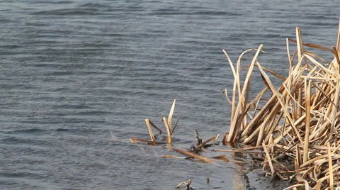 Pond Stock Footage 2793673