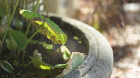 Pond Stock Footage 3407880