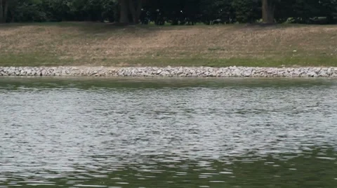 Pond Video stock 8546187