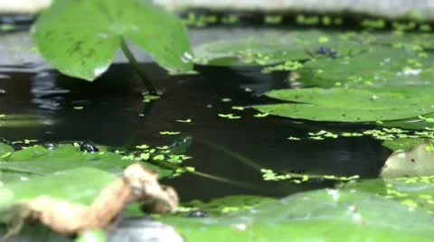 Pond Stock Footage 10576051