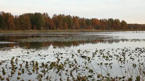 Pond Stock Footage 10941798