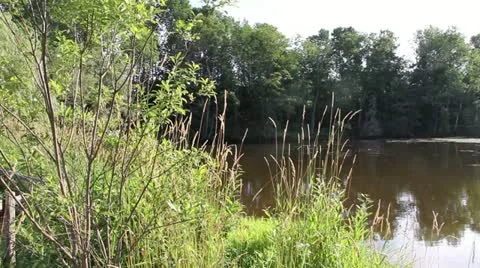 Pond Stock Footage 11327774