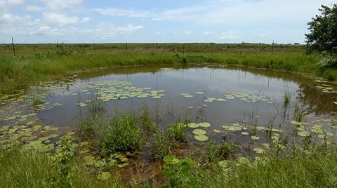 Pond Stock Footage