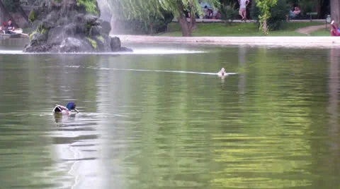 Pond Stock Footage 25041967