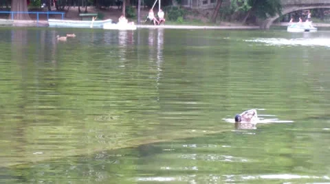 Pond Stock Footage 25042052