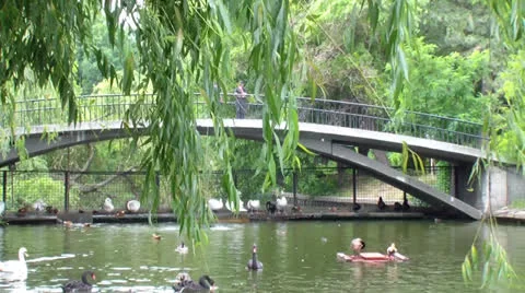 Pond Stock Footage 25042375