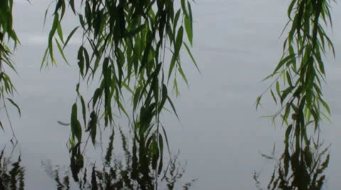 Pond Stock Footage 25042499