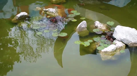 Pond 스톡 동영상 25042715