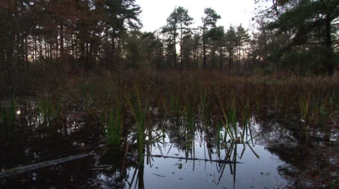 Pond Stock Footage 27881205