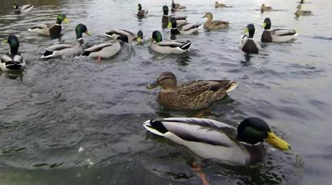 Pond 库存影片 32476675