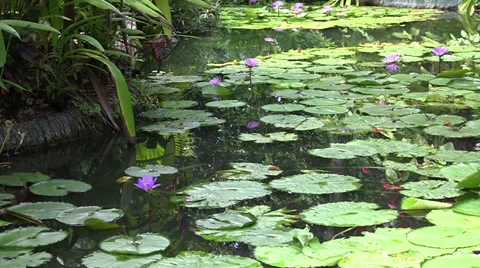 Pond Stock Footage 34192605