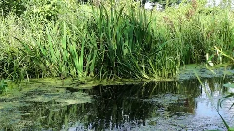 Pond Stock Footage 79365864