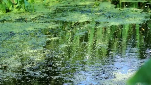 Pond 動画素材 79365953