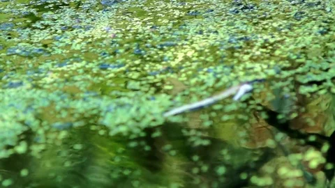 Pond Video stock 79365965