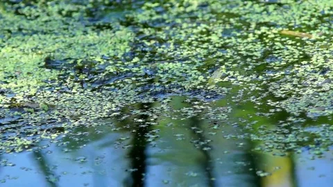Pond Stock Footage 79365967