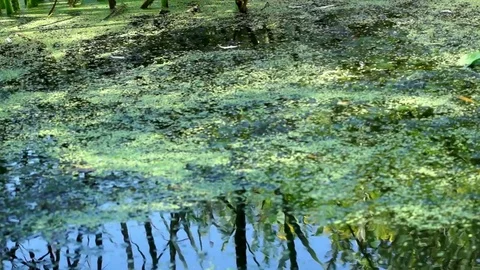 Pond Stock Footage 79365974