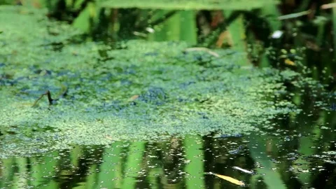 Pond Stock Footage 79365976