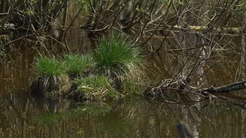 Pond 스톡 동영상 89643779