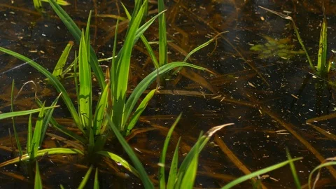 Pond Vidéo 89738892