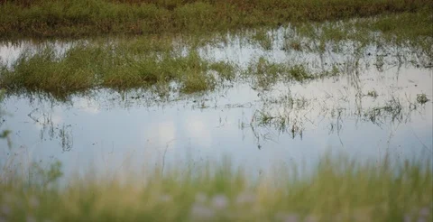 Pond Stock Footage 93811631