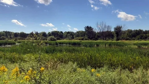 Pond 動画素材 125024843