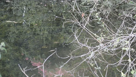 Pond Stock Footage 128577627