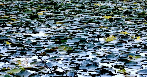 Pond Vídeos de archivo 132766879
