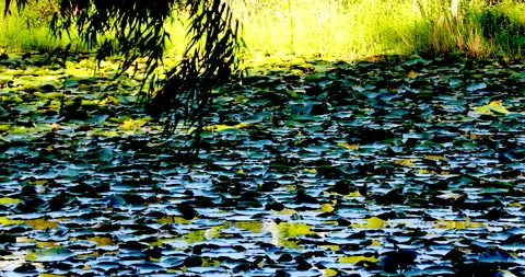 Pond Vídeos de archivo 132768610