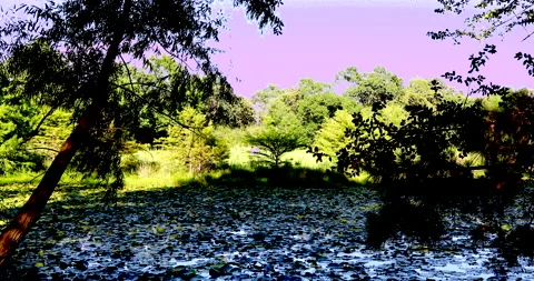 Pond Vídeos de archivo 132768716