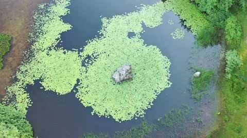 Pond Stock Footage 134544727