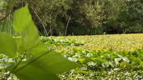 Pond Stock Footage 136561542