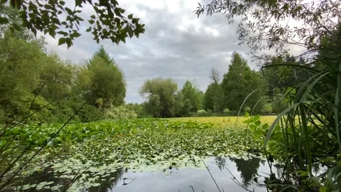 Pond Stock Footage 136561545