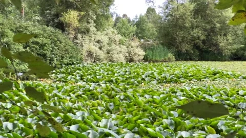 Pond Stock Footage 136561551