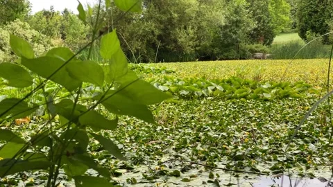 Pond Stock Footage 136561552