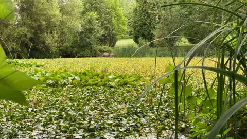 Pond Stock Footage 136561564