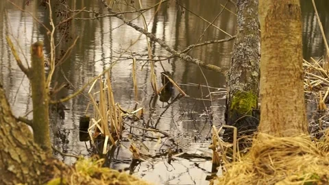 Pond Stock Footage 150514506