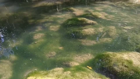 Pond Stock Footage 152362574