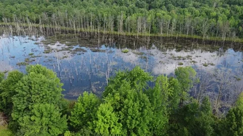 Pond Stock Footage 160239080