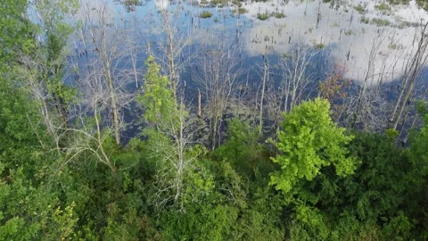 Pond Stock Footage 160239118