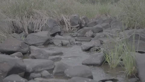 Pond Stock Footage 202108338