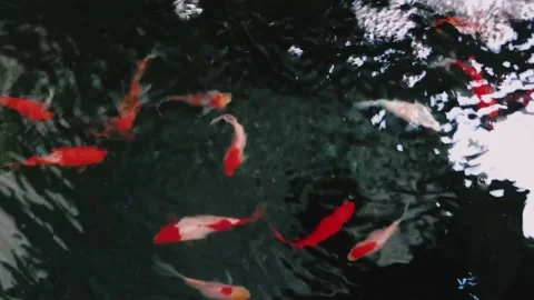 Pond Stock Footage 203996330